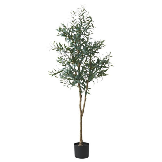 Olive Tree 170m